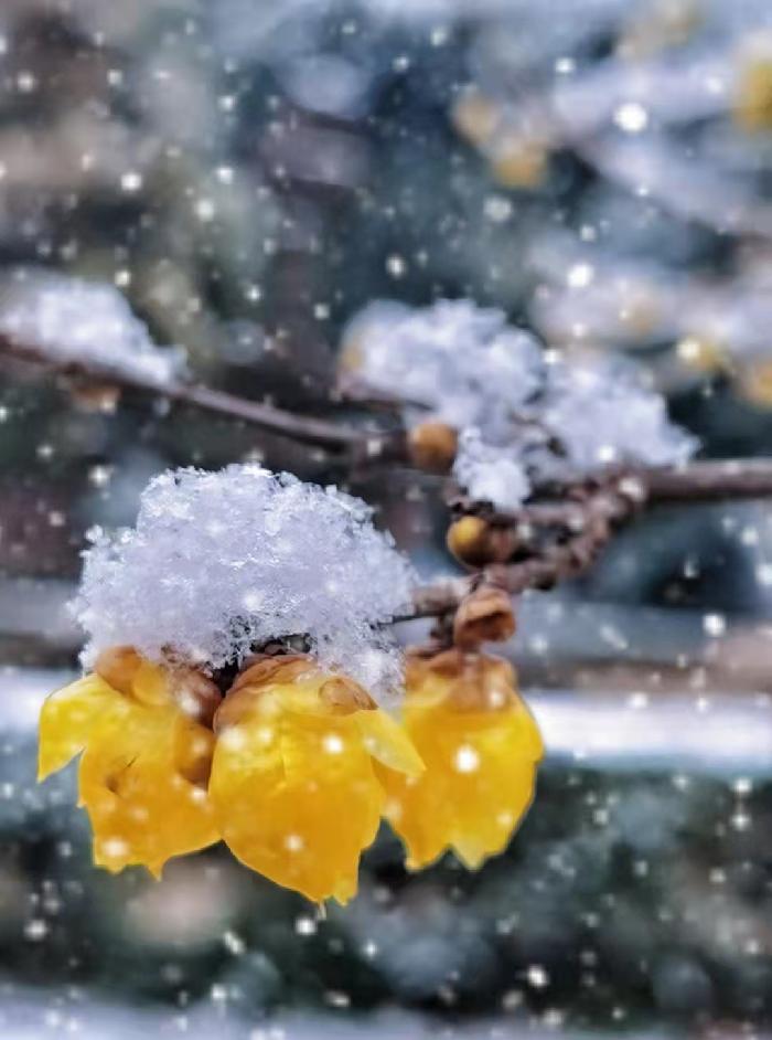 【星月诗社】||梁雨情:散文组歌(图3)
