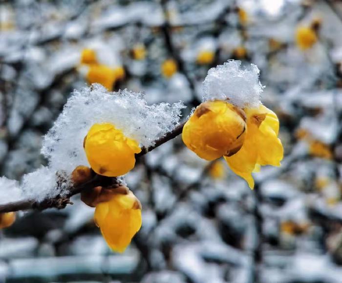 【星月诗社】||梁雨情:散文组歌(图5)