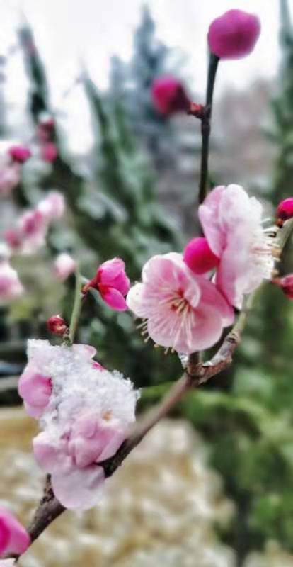 【星月诗社】||梁雨情：散文组歌（图6）