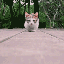 一只流浪猫 作者 铁裕(云南)【冰心文化传媒】制作 冰心(图4)