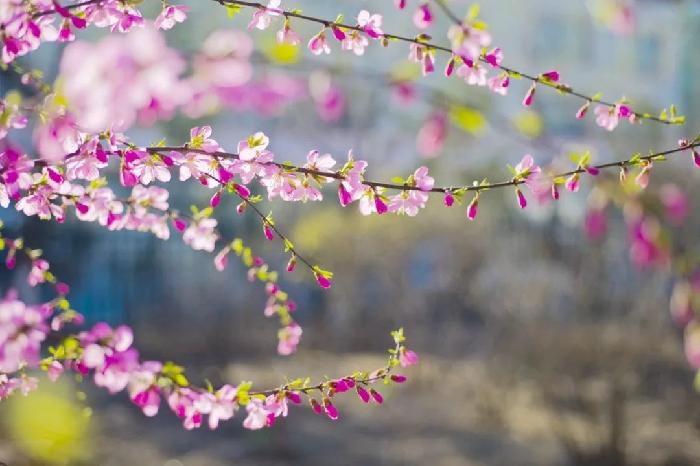 春韵（二首）  彭嘉庆