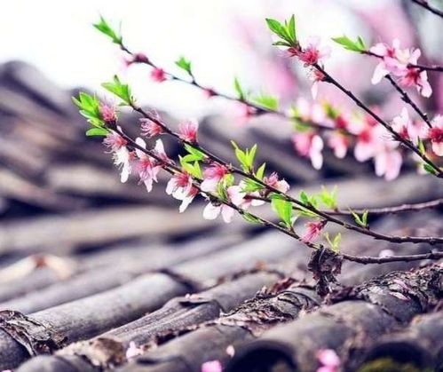 【潇湘文学社】潇湘风荷联社第09期对句集锦(总276期)(图13)