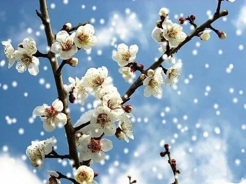 【紫罗兰文学社-北海诗社】都刊第025期||九州大地开新苑 火树银花良夜逢(图12)