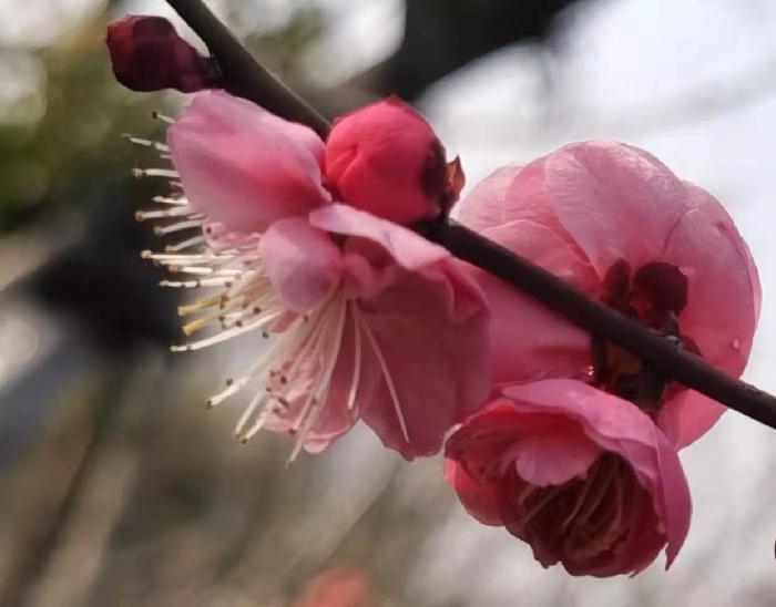 春梅（图2）