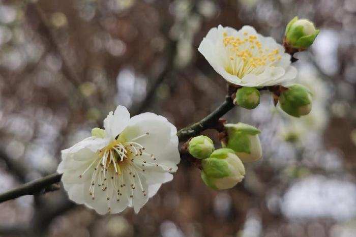 春梅（图6）