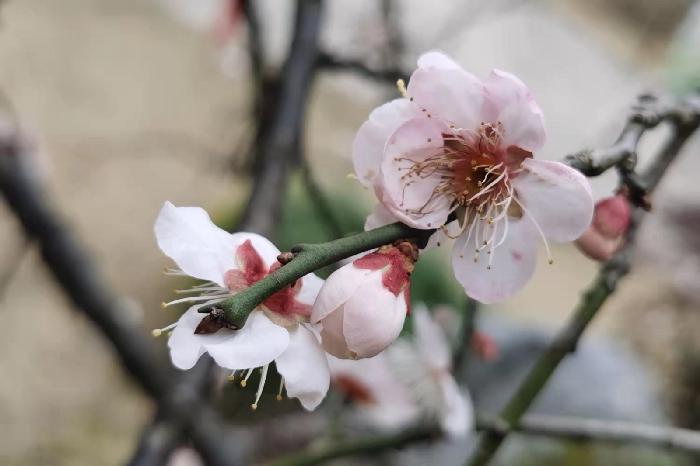 春梅（图4）