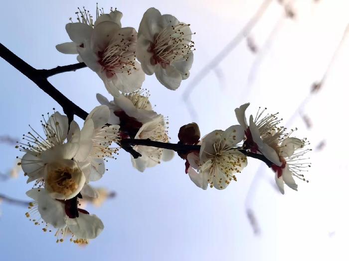 春梅（图10）