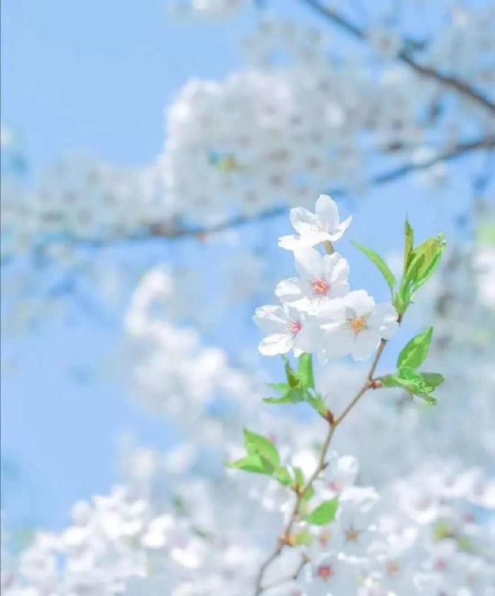 二月 再见 文‖傅晓阳（图4）