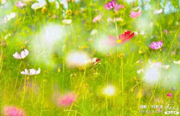 【九江文学社：北京头条】来稿选登（群刊合集）（图24）