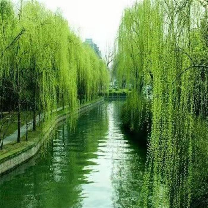 【九江文学社：北京头条】来稿选登（群刊合集）（图20）