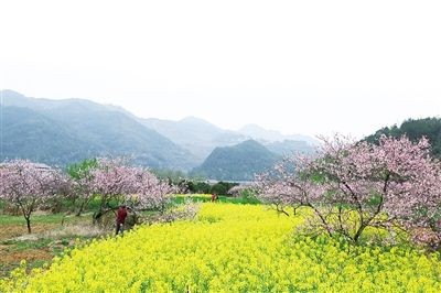 霜天晓角·山茶花(外二首)(程垓体)隆光诚 广西南宁【冰心文化传媒】(图5)