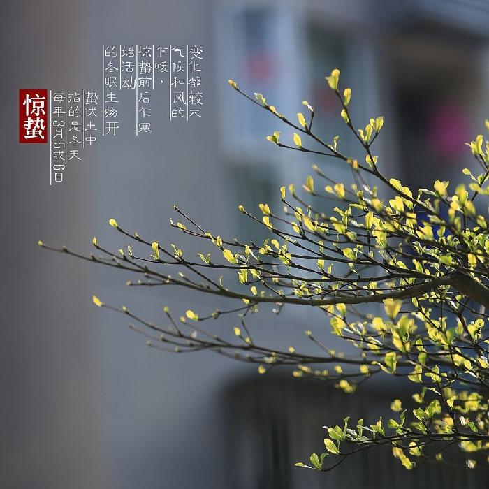 七绝三首 壬寅惊蛰 杜华（内蒙古包头）【冰心文化传媒】（图4）