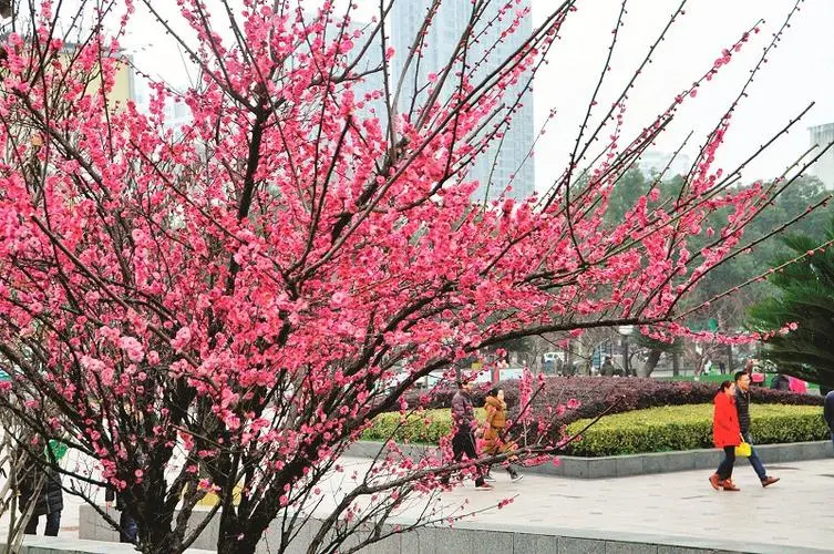 [美文美诵]春风抒情   文/西心月 诵/明臻