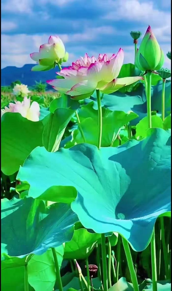 曹瑜题图专题诗第27期（图10）