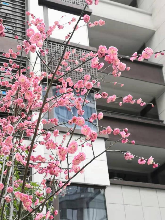 全国第七届“惊蛰诗会”||董芸:惊蛰（图2）