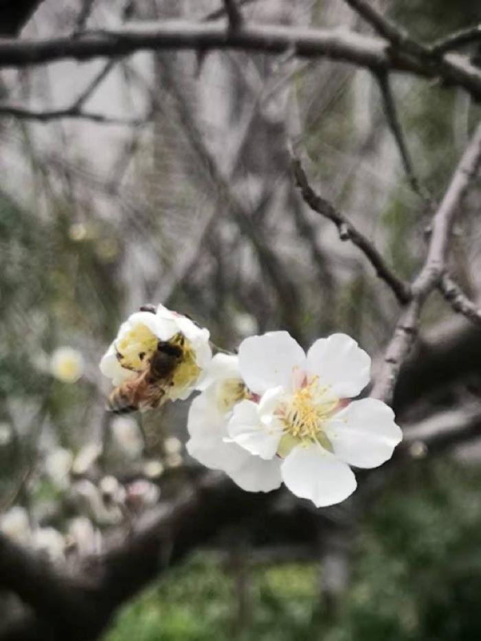 全国第七届“惊蛰诗会”||董芸:惊蛰(图5)