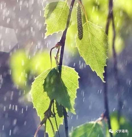 【雅诗总会】精品★恰逢你生日时下起小雨‖作家:剑钧&诵读:残云(图7)