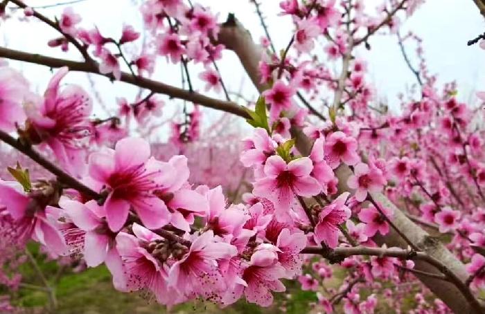 【我们的春天】文／白云【浣花溪文学社～抒心抒心】（1082辑）（图2）