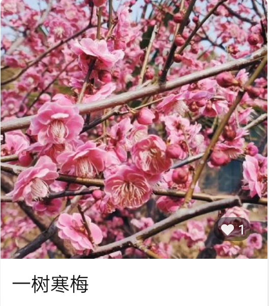 梦醒时分 作者诗情花海（图3）