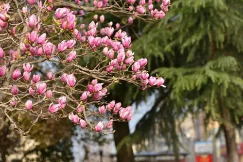 东方《品语亭》诗社‖ 谁也挡不住春天的车轮（外一首）文/李振全（东光）