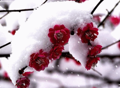 【潇湘文学社】潇湘风荷联社《诗钟梅、雪二唱》（总289期）（图3）