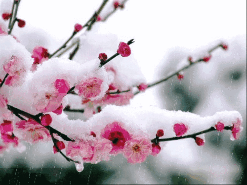 【潇湘文学社】潇湘风荷联社《诗钟梅、雪二唱》（总289期）（图14）