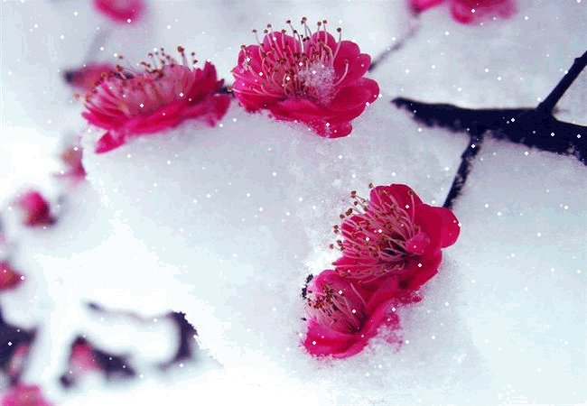 【潇湘文学社】潇湘风荷联社《诗钟梅、雪二唱》（总289期）（图16）
