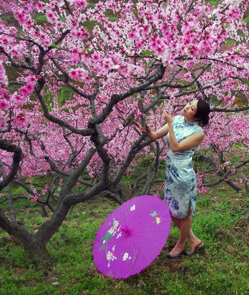 桃花开了Ⅱ文/赵京江，图/网络（图8）