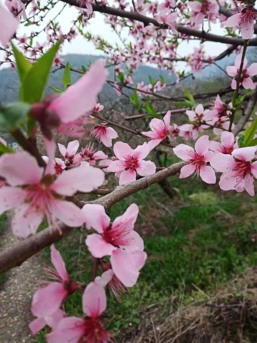 桃花开了Ⅱ文/赵京江，图/网络（图3）