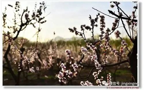 桃花开了Ⅱ文/赵京江，图/网络（图2）