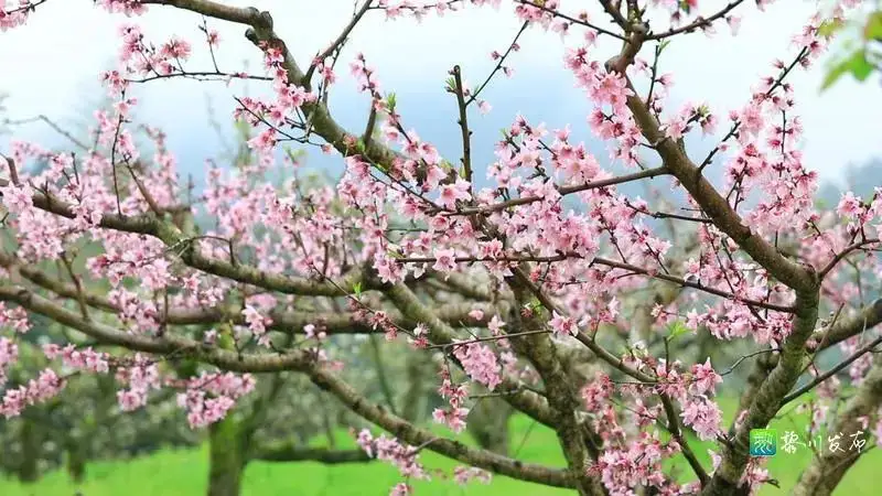 桃花开了Ⅱ文/赵京江，图/网络（图4）