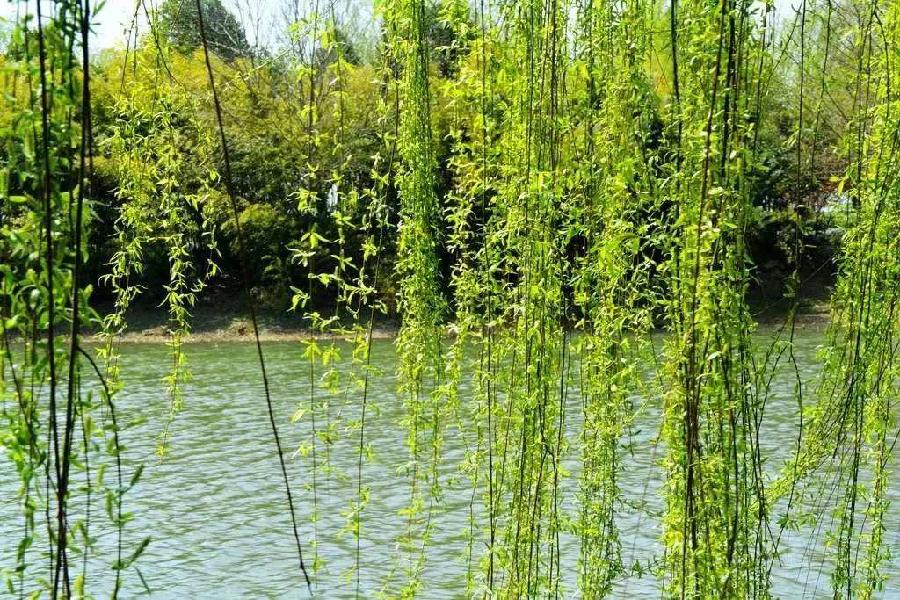 荐赏【神州源流诗苑】总第585期[优秀近体诗]周刊（图9）