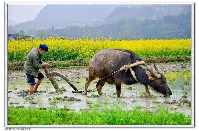 壬寅，春分，文/李忠共，（图2）