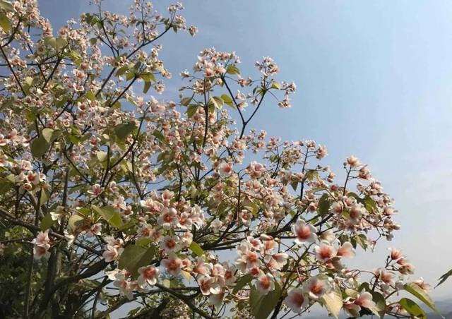 七绝.桐花（图2）