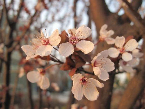 《四川-刘自果诗词》(图4)