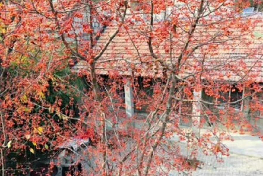 龙门梧桐(罗茂年)诗选十三首(图2)