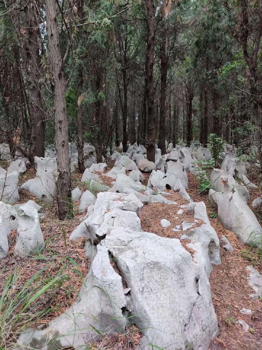 龙门梧桐(罗茂年)诗选十三首(图8)