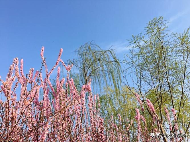 七绝 春日寄怀 文/翰墨拾遗（图3）