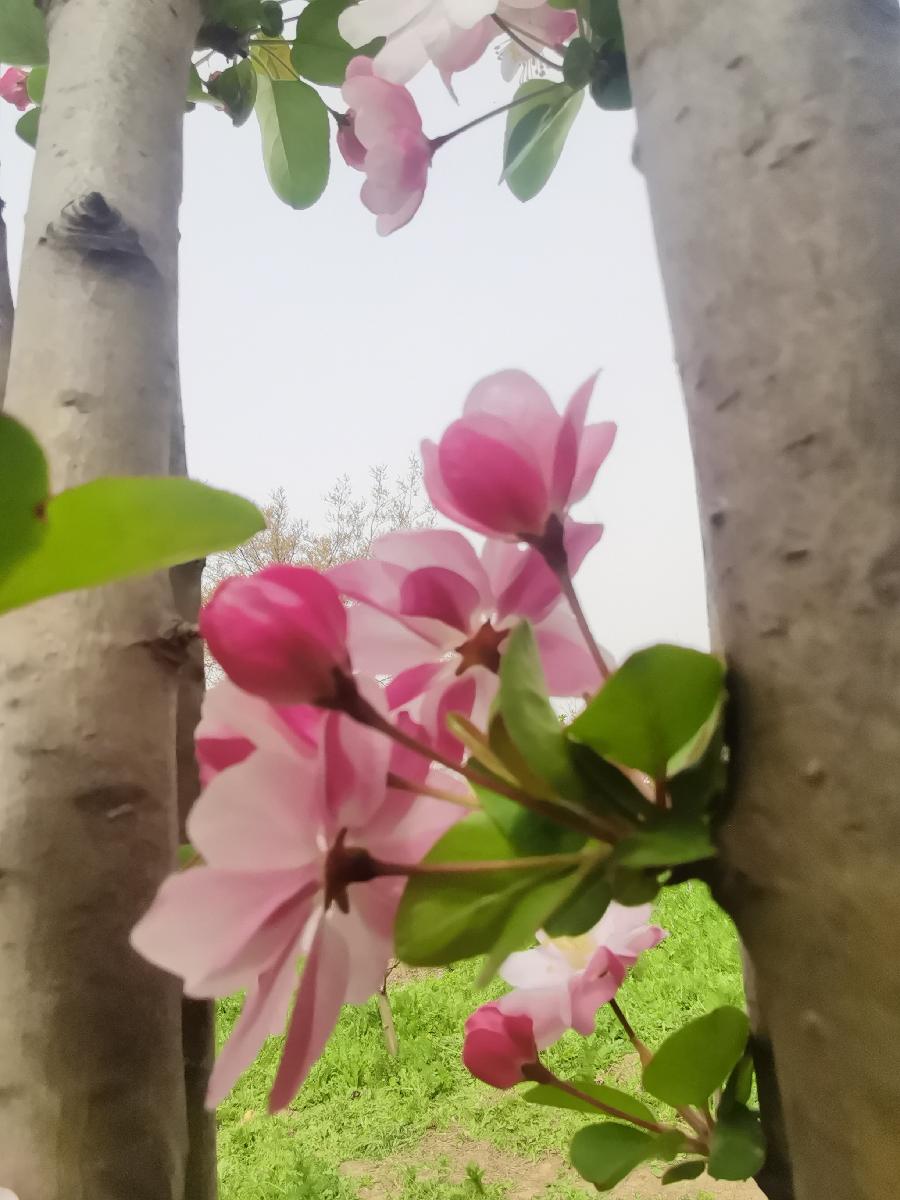 七绝二首 诗赞海棠 作者 王天波（图3）