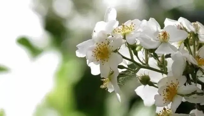【新诗大观】诗,是世界上最美的花||文/惊鸿照影||诵/李晓英(图5)