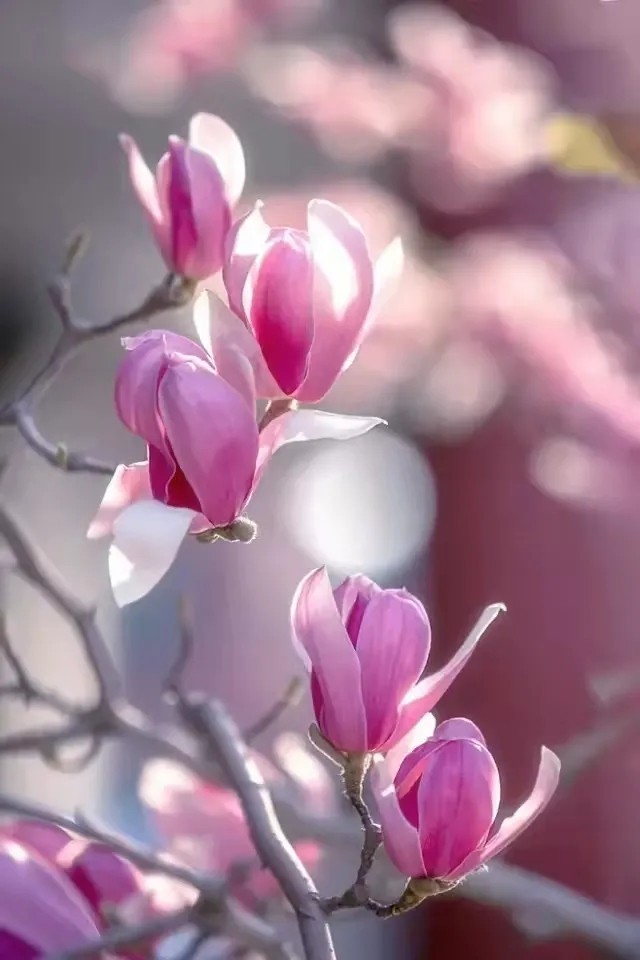【当代文艺】《花有文化随人愿》作者：朱双顶（图5）