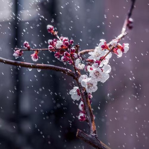 【春雨】焦作诗词学会红叶诗社同题专辑(14)(图3)
