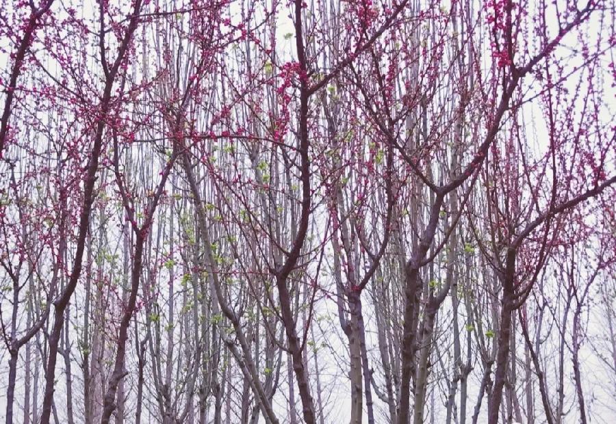 【春雨】焦作诗词学会红叶诗社同题专辑(14)(图8)