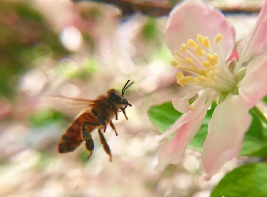 【春雨】焦作诗词学会红叶诗社同题专辑(14)(图12)