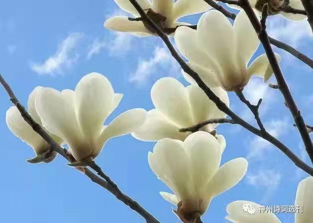白玉兰Ⅱ文图/吕锦芳（图3）