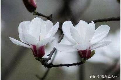 白玉兰Ⅱ文图/吕锦芳