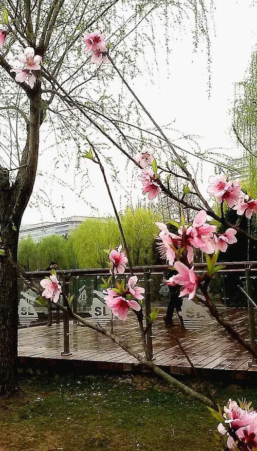 [桃源馨声]疫情下的春天|作者:风彩|主播:芳草青青[总1085期]（图6）