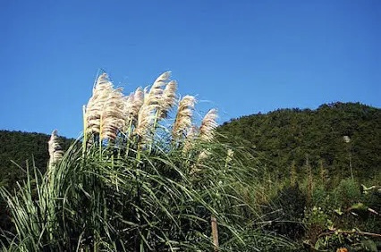 【新诗大观】时间的过客——生活中的感悟||文/最美的时光(图4)