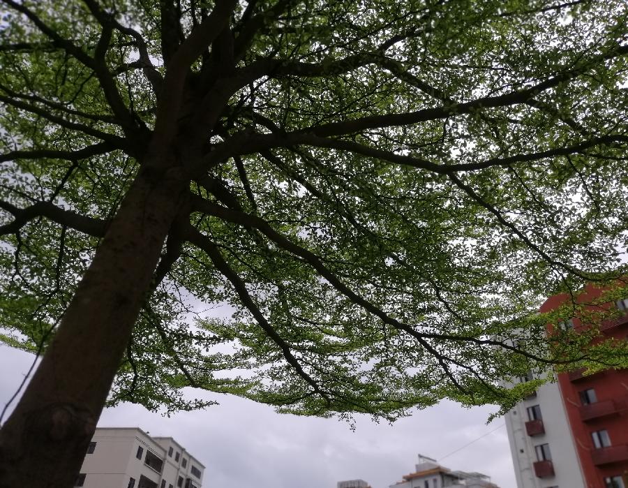 五律 春（三首）文／江冲（图11）