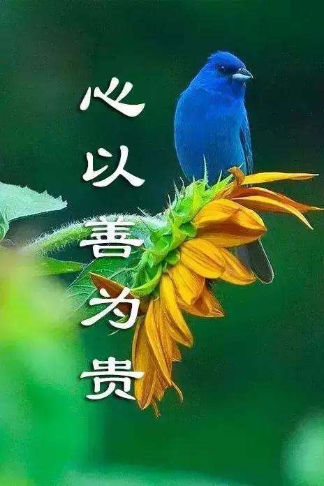 【枫雅汇看图约诗】诗人焦勇《172期》（含蓄的善良）（图4）